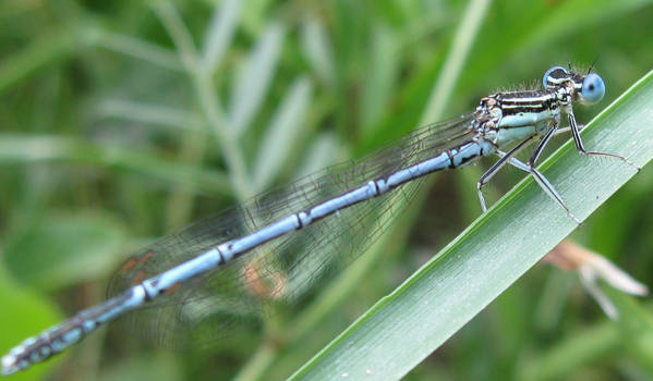 The blue dragon fly