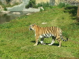 Tiger on inspection