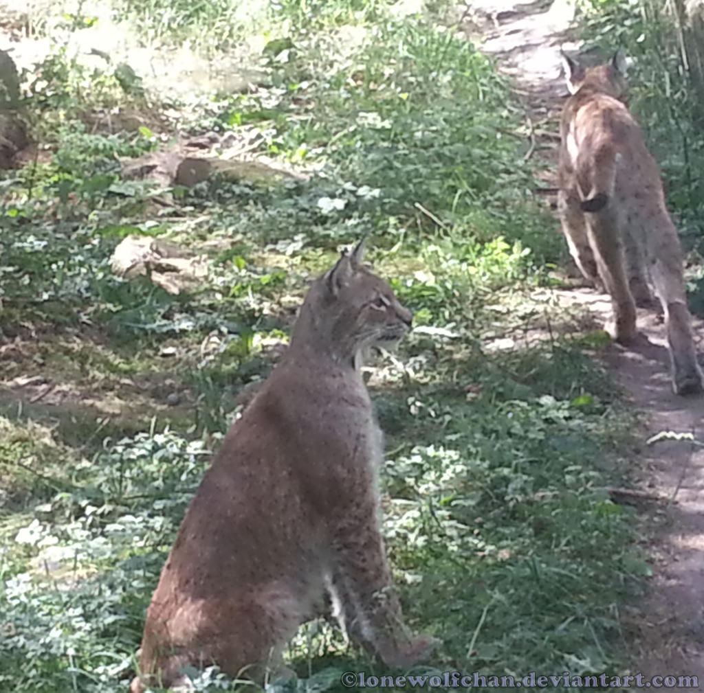 Lynx Lynx