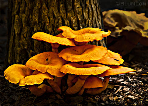 Orange Pileus