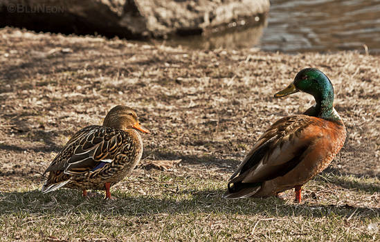 Duck Love