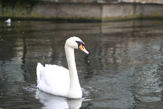 Swan Duke