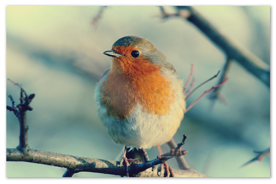 ..::Christmas In A Photo 2::..
