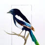 Small Black Billed Magpie