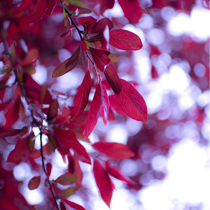 leaves whisper by orbitingasupernova