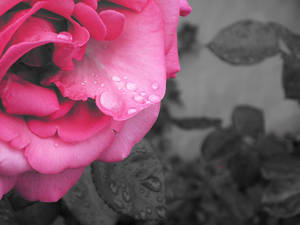 rose after the rain..