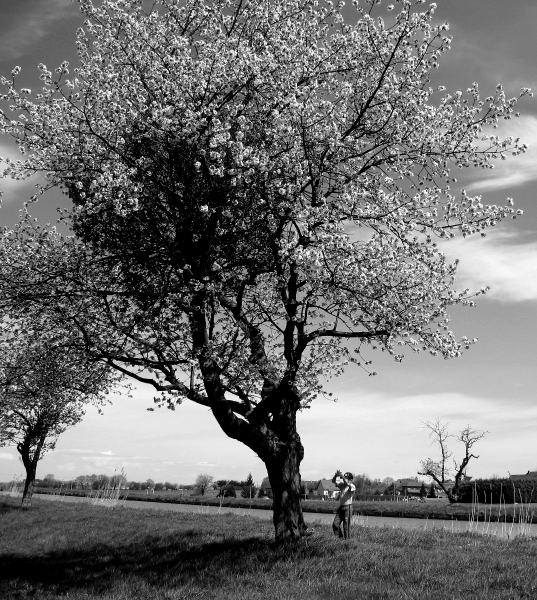 le temps des cerises