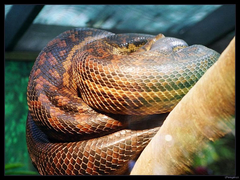 Coiled Snake