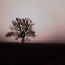 Lonely tree