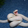 leucistic texas rat snake