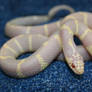 albino cali king snake