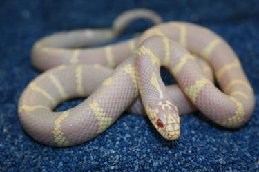 albino cali king snake