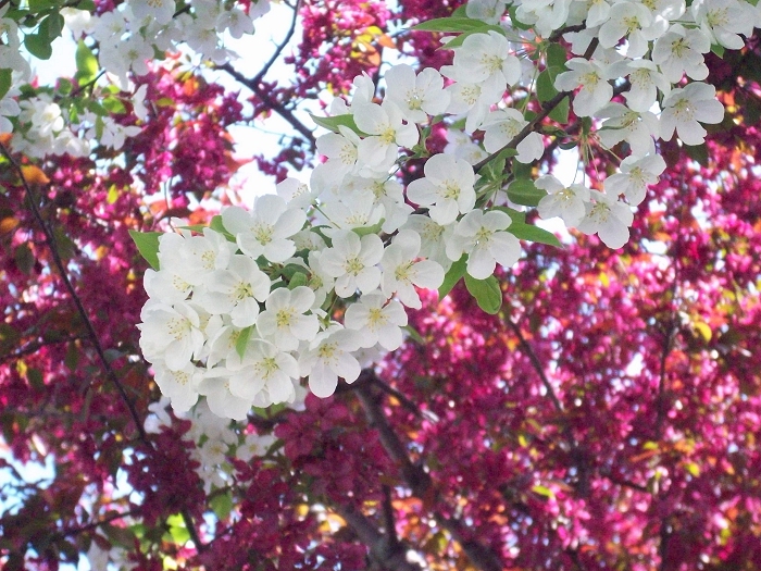 White and Pink Blossoms