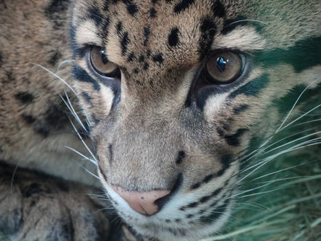 Clouded Leopard Face Closeup