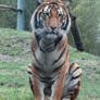 Tiger Sitting