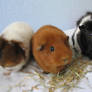 Guinea Pigs