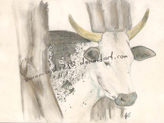 Nguni 1