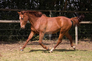 Dressage practice