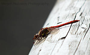 Dragonfly