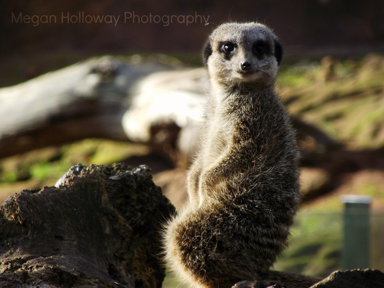 Meerkat