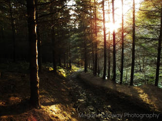 Forest Walk (1 of 6)