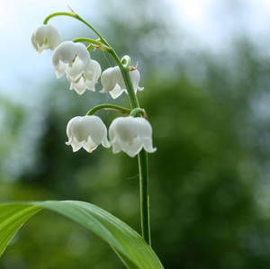 Lily of the Valley by Elysium6