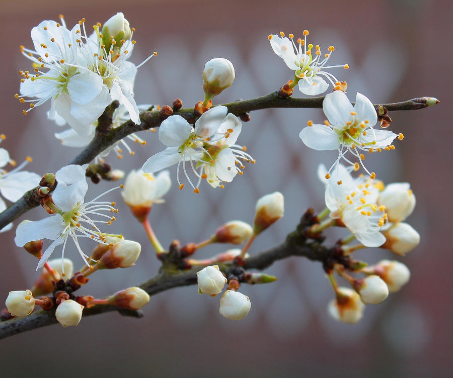 Spring by Elysium6 on DeviantArt