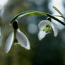 Snowdrops