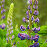 Lupine