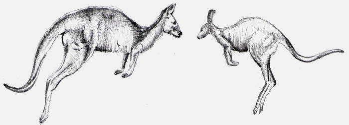 Kangaroo Sketches