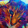 Harry the Psychedelic Cat