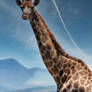 Giraffe near Table Mountan
