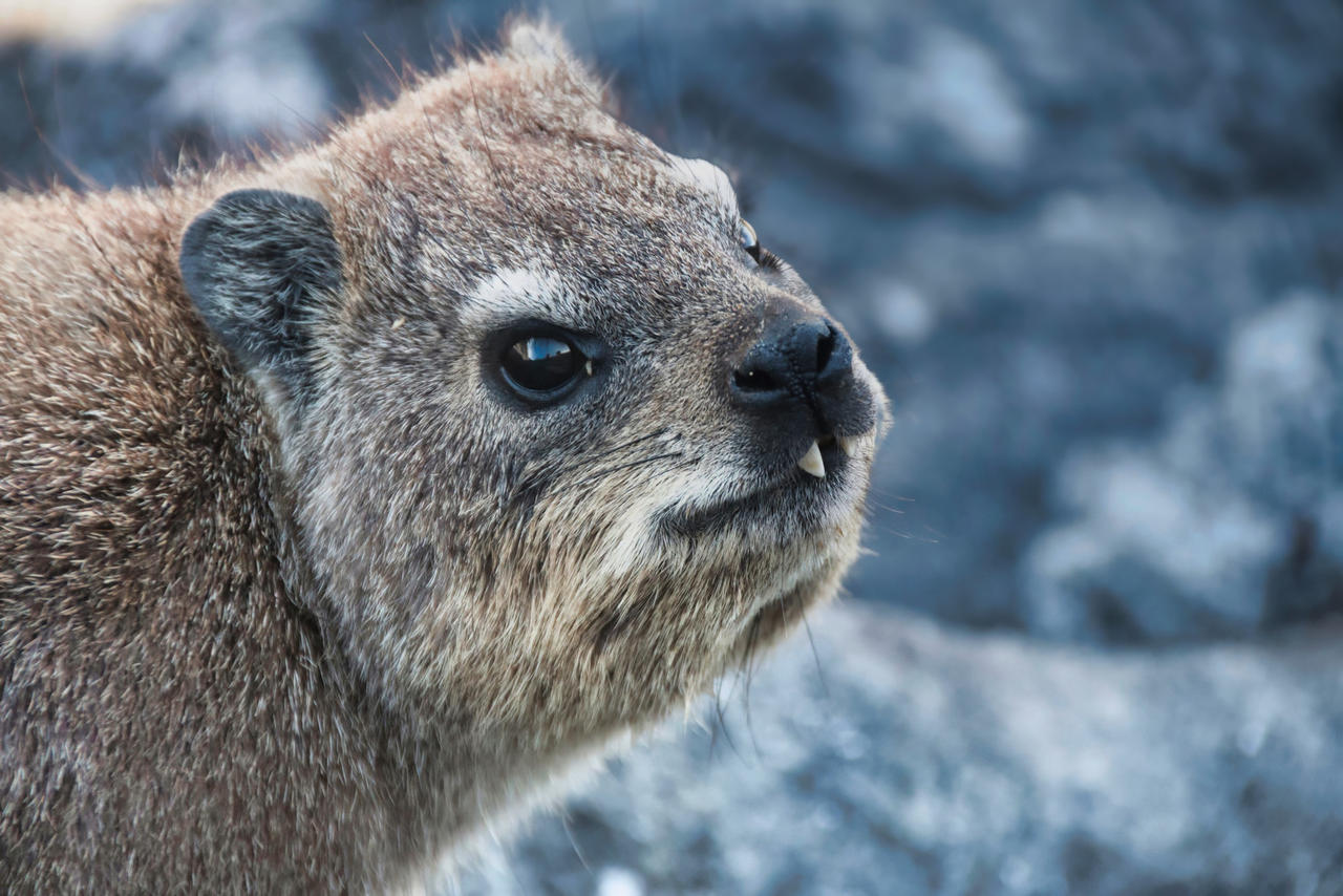 Rock Hyrax by the-ramm on DeviantArt