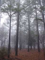Pine woods forest  stock 1