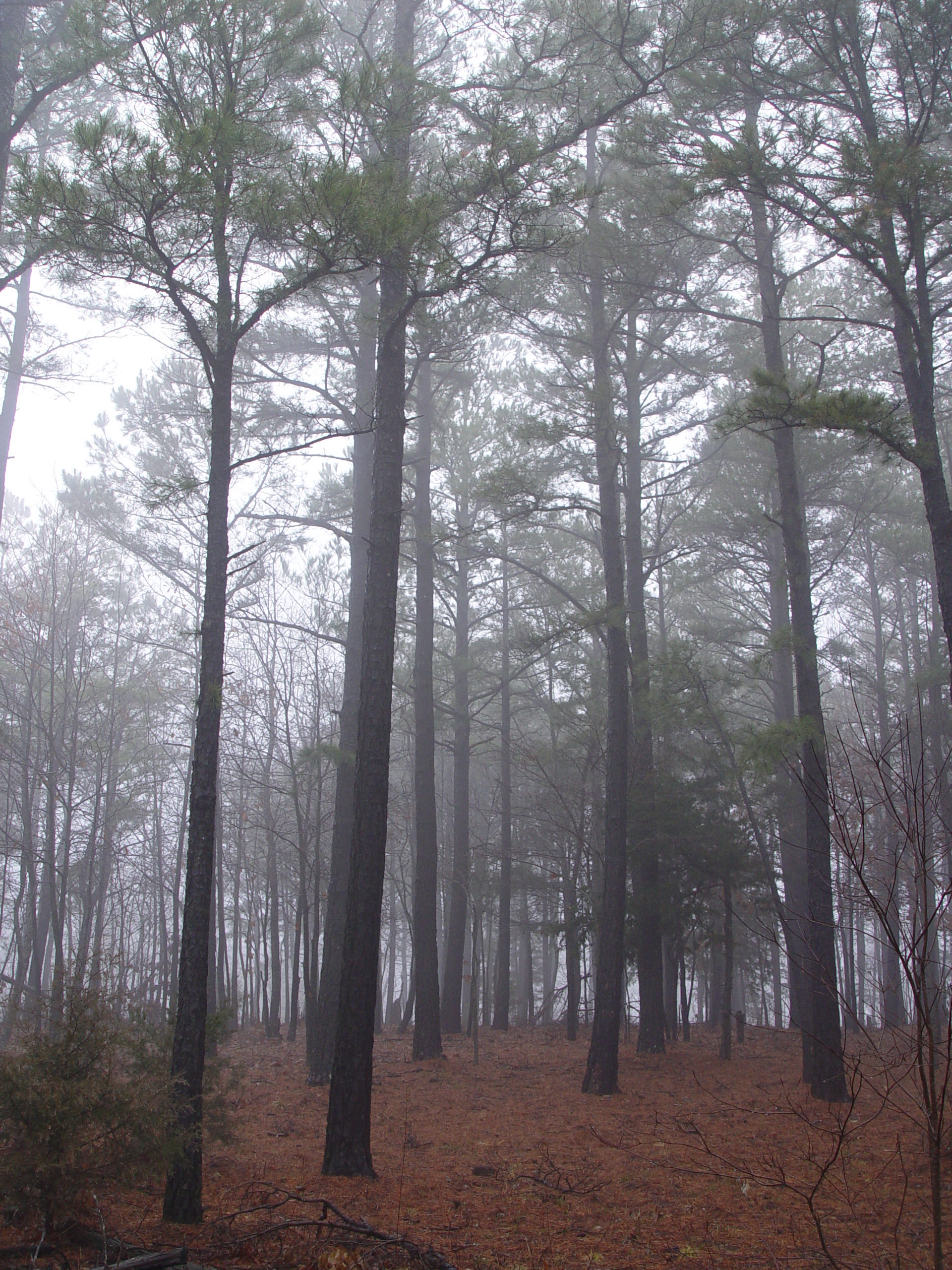 Pine woods forest stock 1