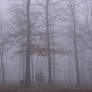 Foggy Oak forest stock 1