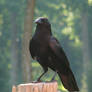 crow stock 3