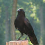 crow stock 3