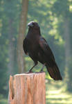 crow stock 3