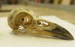 crow raven bird skull 1