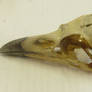 bird crown raven skull 2
