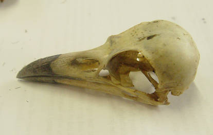 bird crown raven skull 2