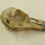 crow raven bird skull 3