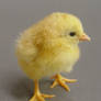 Fluffy chick stock 1