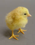 Fluffy chick stock 1 by InKi-Stock