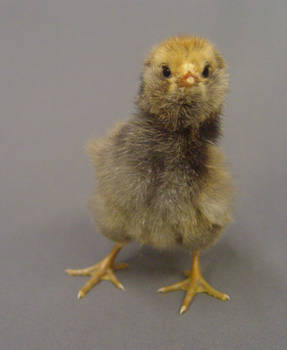 Fluffy chick stock 5