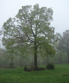 Misty oak 1
