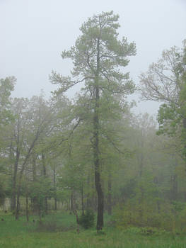 Gum tree in the mist