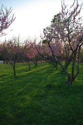 Peach Orchard 1