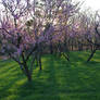 Peach orchard 2